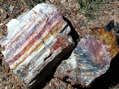 Zkamenělé dřevo: magický sourozenec přírodního kamene